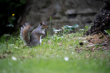 Écureuil dressé debout dans l'herbe