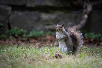 Écureuil dressé debout dans l'herbe