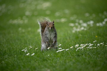 Obraz premium Écureuil dressé debout dans l'herbe