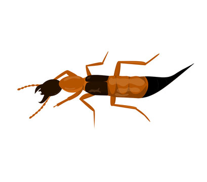 Paederus fuscipes curtis vector, ilustration