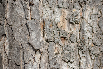 Tree bark macro with fine natural structures and rough tree bark as natural and ecological...