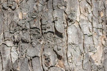 Tree bark macro with fine natural structures and rough tree bark as natural and ecological background shows a beautiful wooden structure with scars and protection as habitat for little insects
