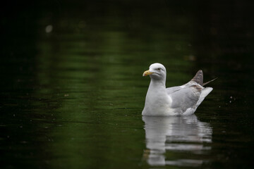 Mouette qui flotte sur l'eau