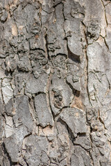 Tree bark macro with fine natural structures and rough tree bark as natural and ecological background shows a beautiful wooden structure with scars and protection as habitat for little insects
