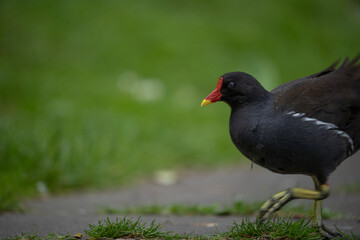 Poule d'eau sur terre ferme
