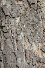 Tree bark macro with fine natural structures and rough tree bark as natural and ecological background shows a beautiful wooden structure with scars and protection as habitat for little insects