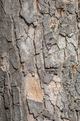 Tree bark macro with fine natural structures and rough tree bark as natural and ecological...