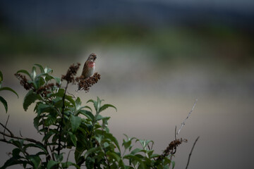 Linotte en bord de mer