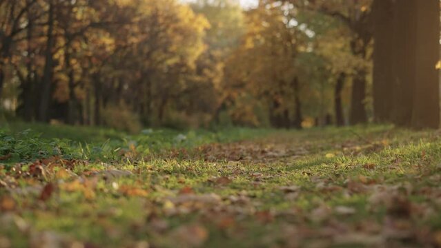 Slow motion handheld shot of park path with fallen leaves on a ground