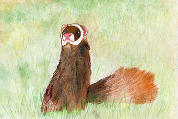 Ferret in the middle of the field. Watercolor illustartion.