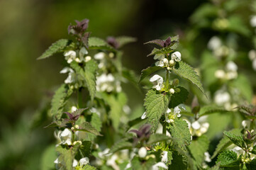 Lamium album - White nettle - Ortie blanche