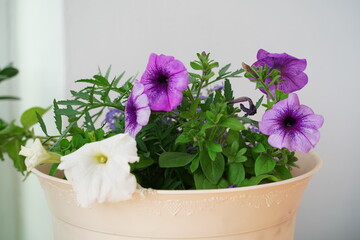 flower summer spring