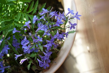 flower summer spring