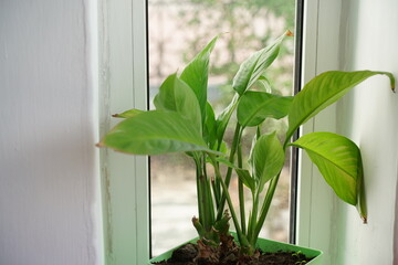 flower summer spring