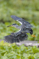 Striated heron. Butorides striata