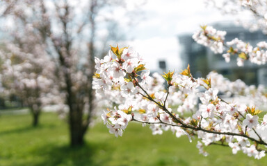 That life flower spring blossom