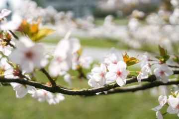 That life flower spring blossom