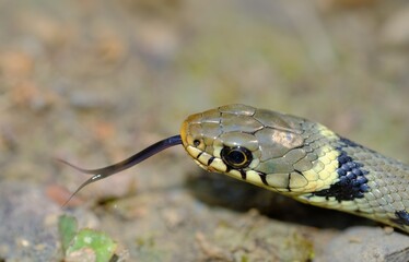 collared natrice snake