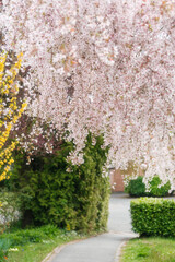 That life flower spring blossom