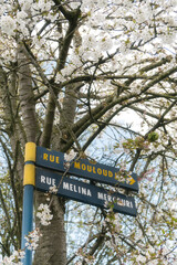 That life flower spring blossom