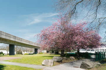 That life flower spring blossom