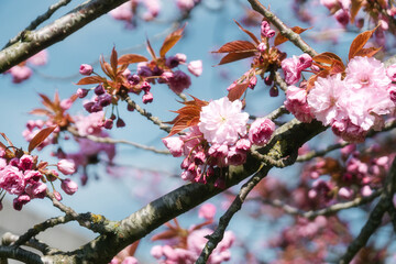 That life flower spring blossom