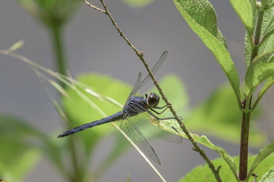 A blue Dragonfly with shimmering wings lands on vegetation along the shore of Cole Park Lake in Harupursville, Close to Windsor in Upstate NY.