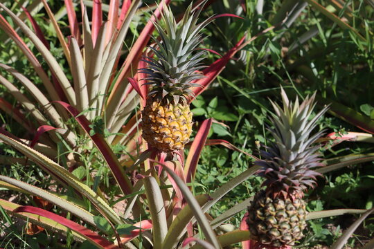 Cambodia. The pineapple (Ananas comosus) is a tropical plant with an edible fruit; it is the most economically significant plant in the family Bromeliaceae