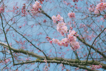 That life flower spring blossom