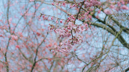 That life flower spring blossom