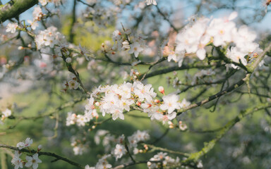 That life flower spring blossom