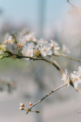 That life flower spring blossom