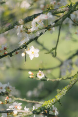 That life flower spring blossom