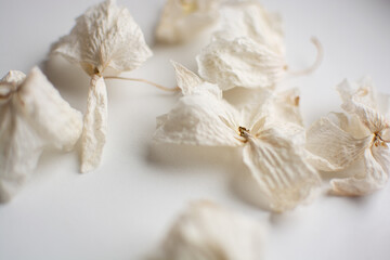 dry flowers, wilted flowers, withered white orchids