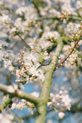 That life flower spring blossom