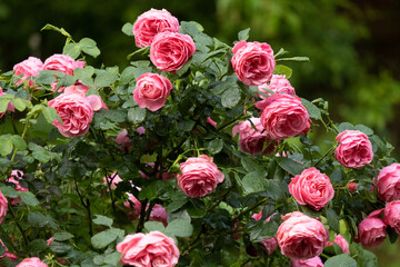 flowers in the garden