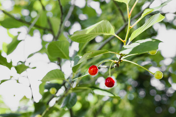 cherries on a branch