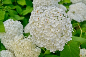 Large white flowers of hydrangea (lat. Hydrangea).