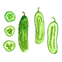 Green cucumbers.Hand drawn Illustration in watercolor isolated on a white background