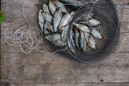 fresh fish in a fishing net