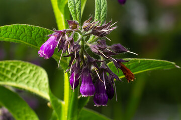Blossom of comfrey Common Comfrey, Symphytum officinale, used in organic medicine, macro shot against green background