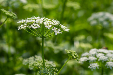 A view of a white-flowered meadow of Aegopodium podagraria L. from the apiales family, commonly referred to as earthen elder, grassland, bishop, weed, cowberry, gout and snow in the mountains