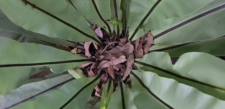 Center view of Asplenium nidus or birds nest fern