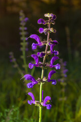 Salvia pratensis sage flowers in bloom, flowering blue violet purple mmeadow clary plants, green grass leaves