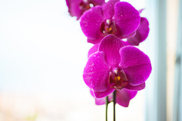a shot of beautiful Orchid flowers with drops of water