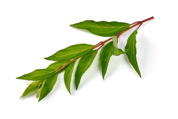 Peony leaves isolated on white background.