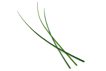 Fresh green onions or scallions, close-up, isolated on white background.