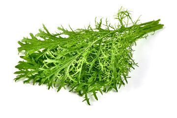 Mizuna (Japanese Mustard), isolated on white background.