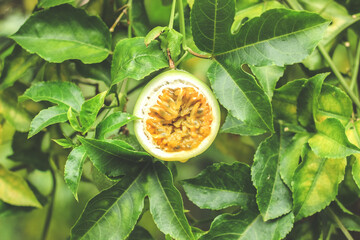 Half cut passion fruit  | Passiflora eduli