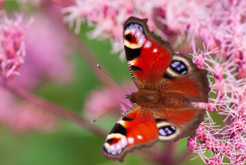 European peacock butterfly, Aglais io, Inachis io, feeding nectar on Eupatorium flowers